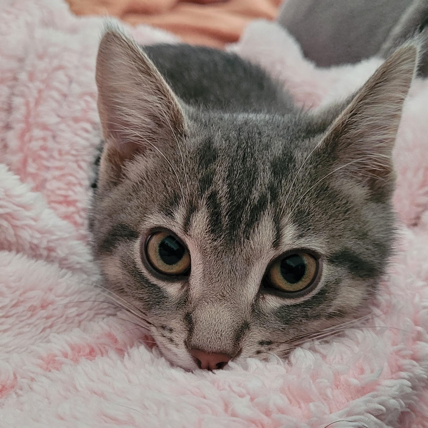 Poco, Adopted, Young Male Tabby.