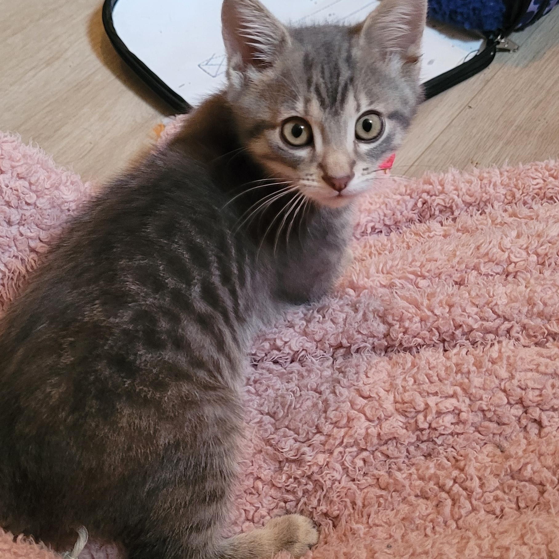 Enlarge Poco, a Adopted Tabby in Grand Rapids, MI image 6/6