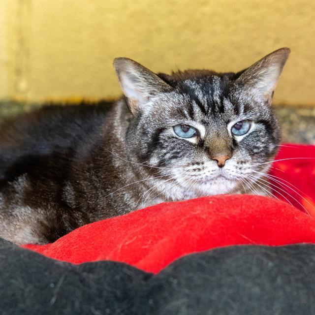 FIONA, Adoptable, Senior Female Domestic Short Hair.