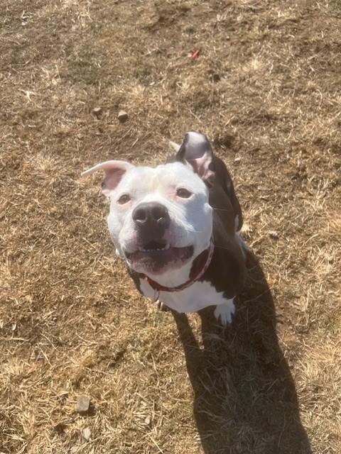 Callie, a ADOPTABLE Pit Bull Terrier in Augusta, WV image 2/2