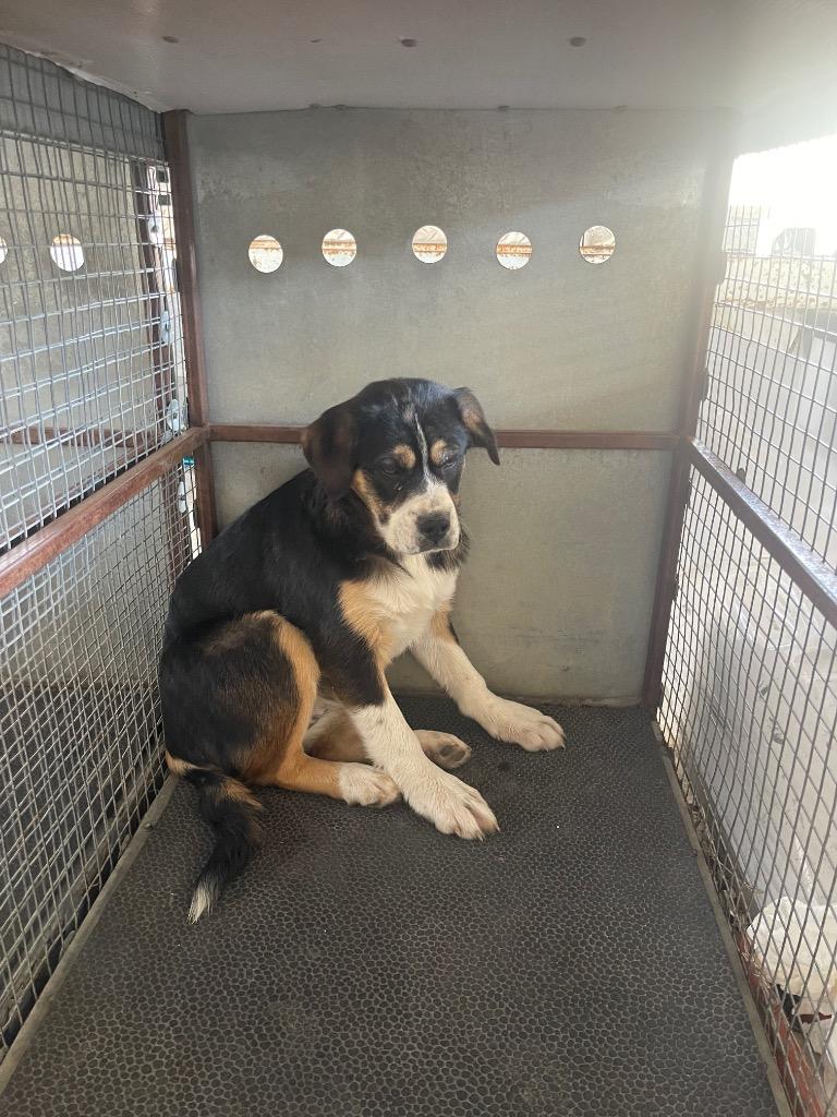 Fiona, Adoptable, Puppy Female Australian Cattle Dog / Blue Heeler & Mixed Breed.