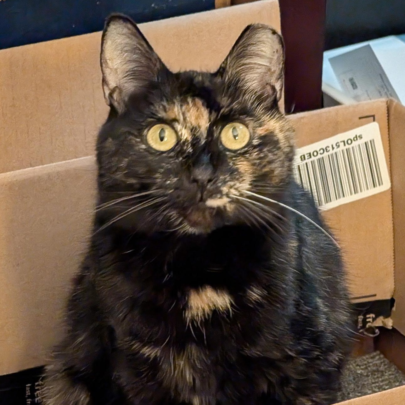 Enlarge Izzy, a ADOPTABLE Tortoiseshell in Plymouth, MN image 1/1