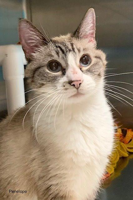 Penelope (Sable), Adopted, Adult Female Snowshoe & Snowshoe.