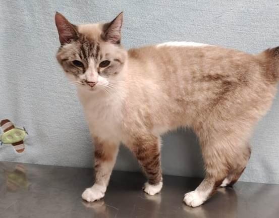 Enlarge Penelope (Sable), a Adopted mixed breed in Bemidji, MN image 2/2