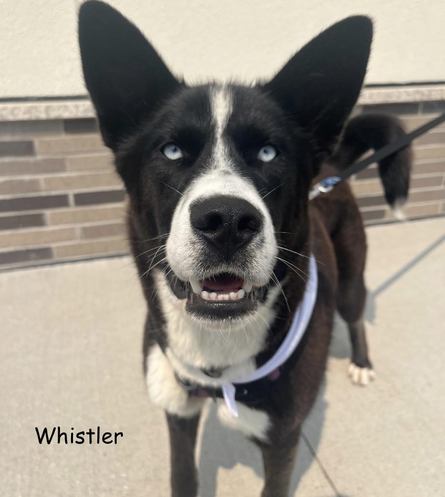 Whistler, Adoptable, Young Male Husky.