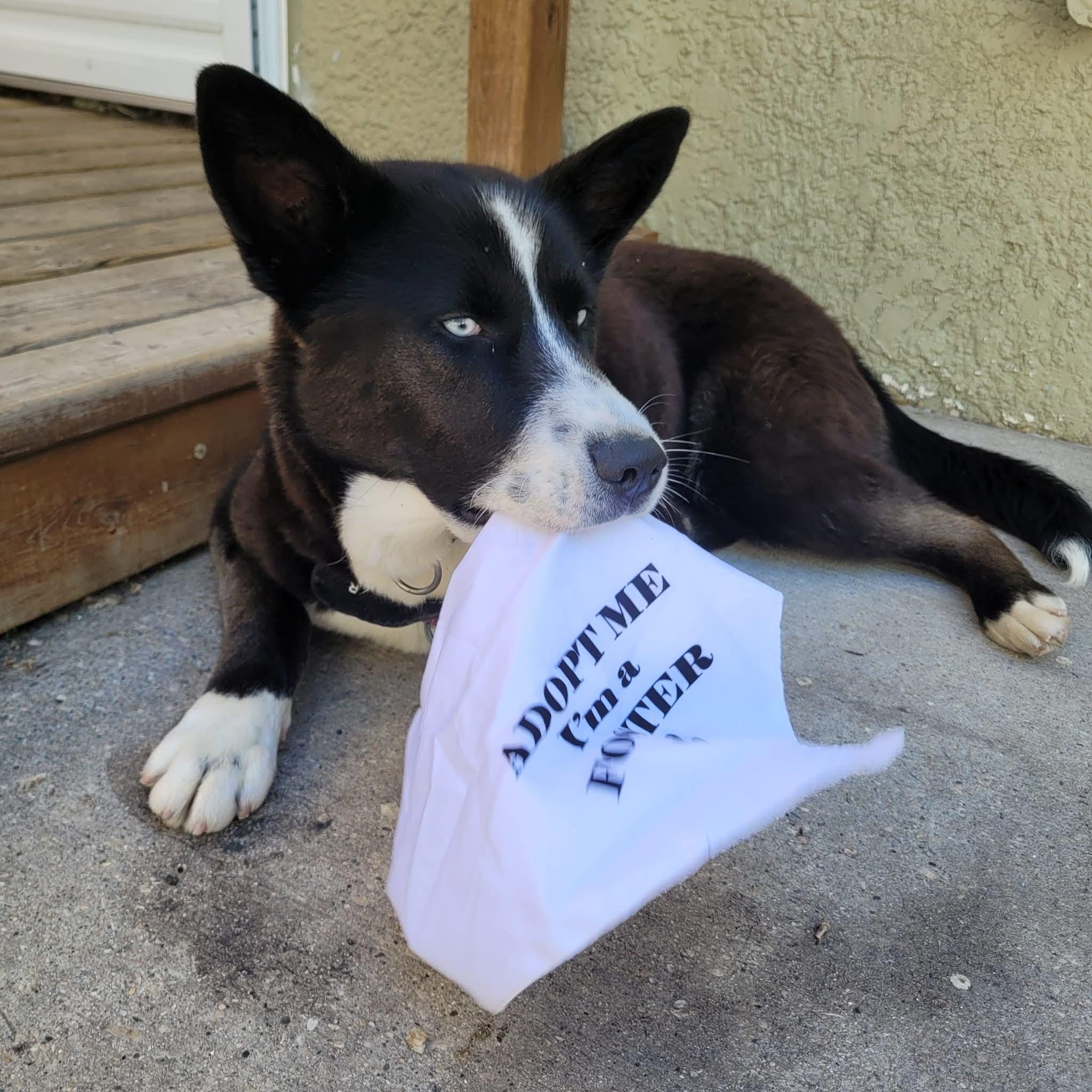 Enlarge Whistler, a Adoptable mixed breed in Winnipeg, MB image 3/5