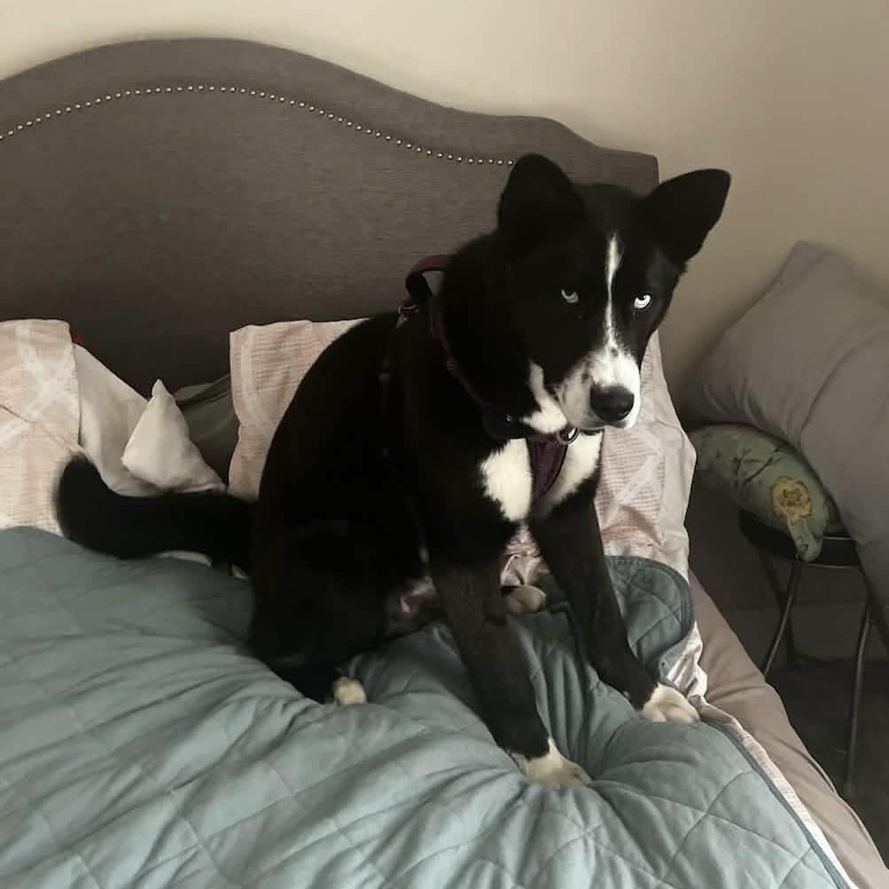 Enlarge Whistler, a Adoptable mixed breed in Winnipeg, MB image 5/5