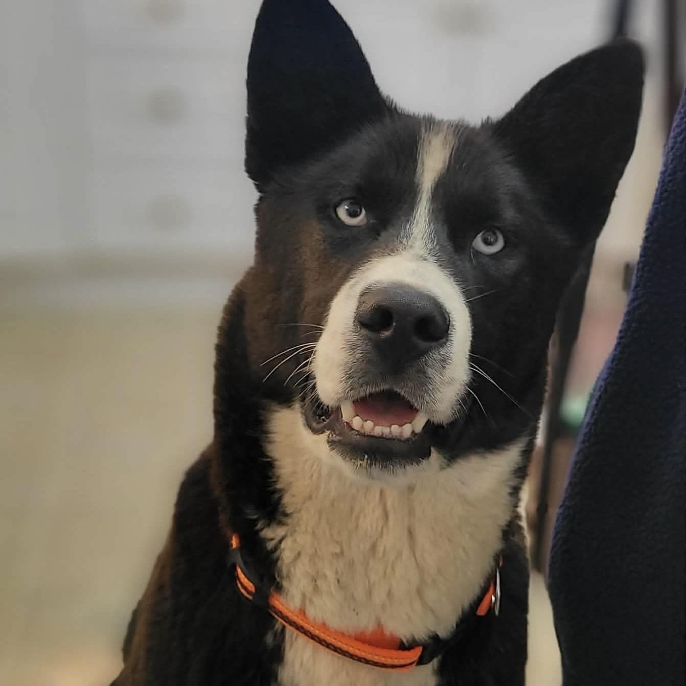 Enlarge Whistler, a Adoptable mixed breed in Winnipeg, MB image 2/5