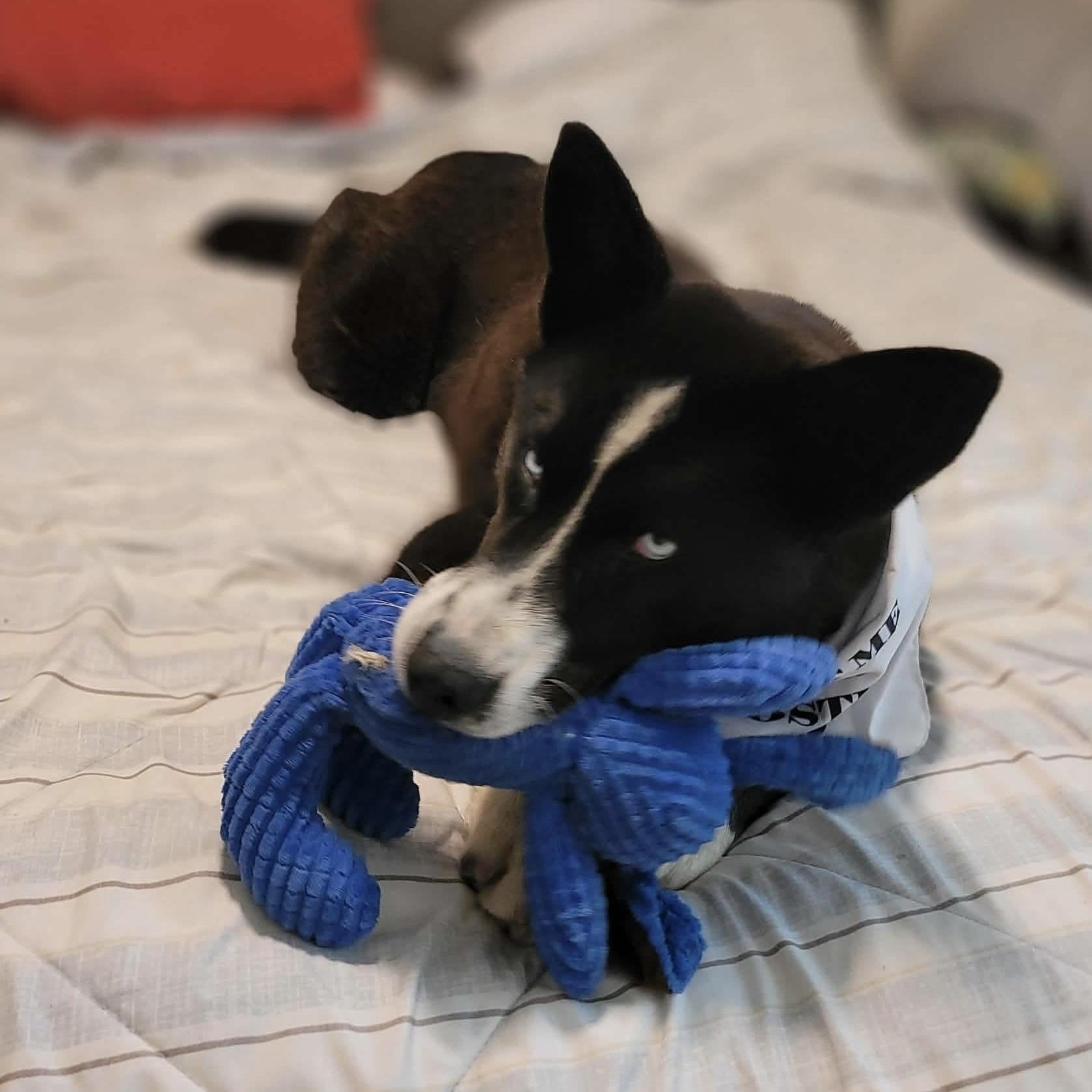 Enlarge Whistler, a Adoptable mixed breed in Winnipeg, MB image 4/5
