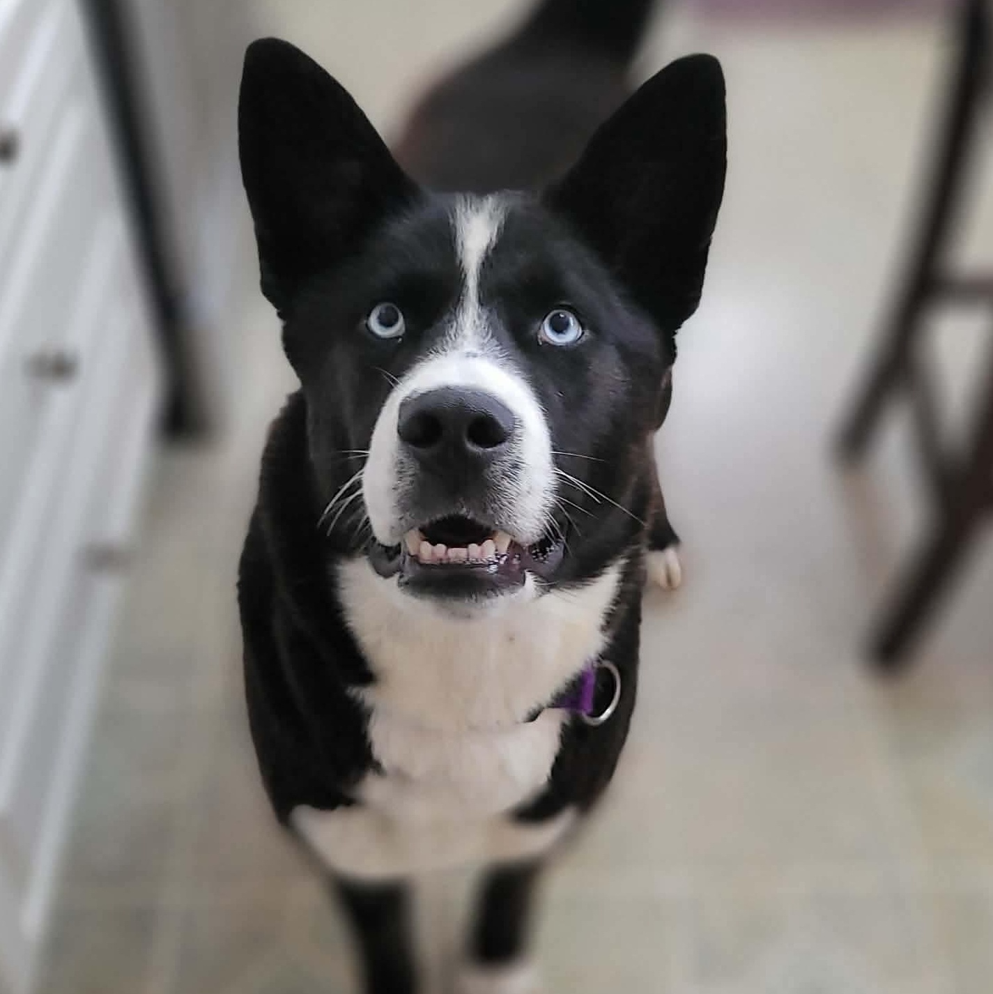 Enlarge Whistler, a Adoptable mixed breed in Winnipeg, MB image 1/5