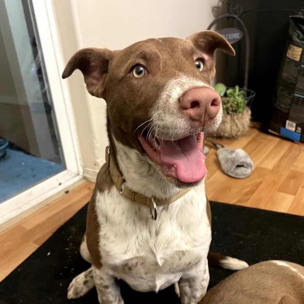 Ollie, Adoptable, Puppy Male Labrador Retriever & Mixed Breed.