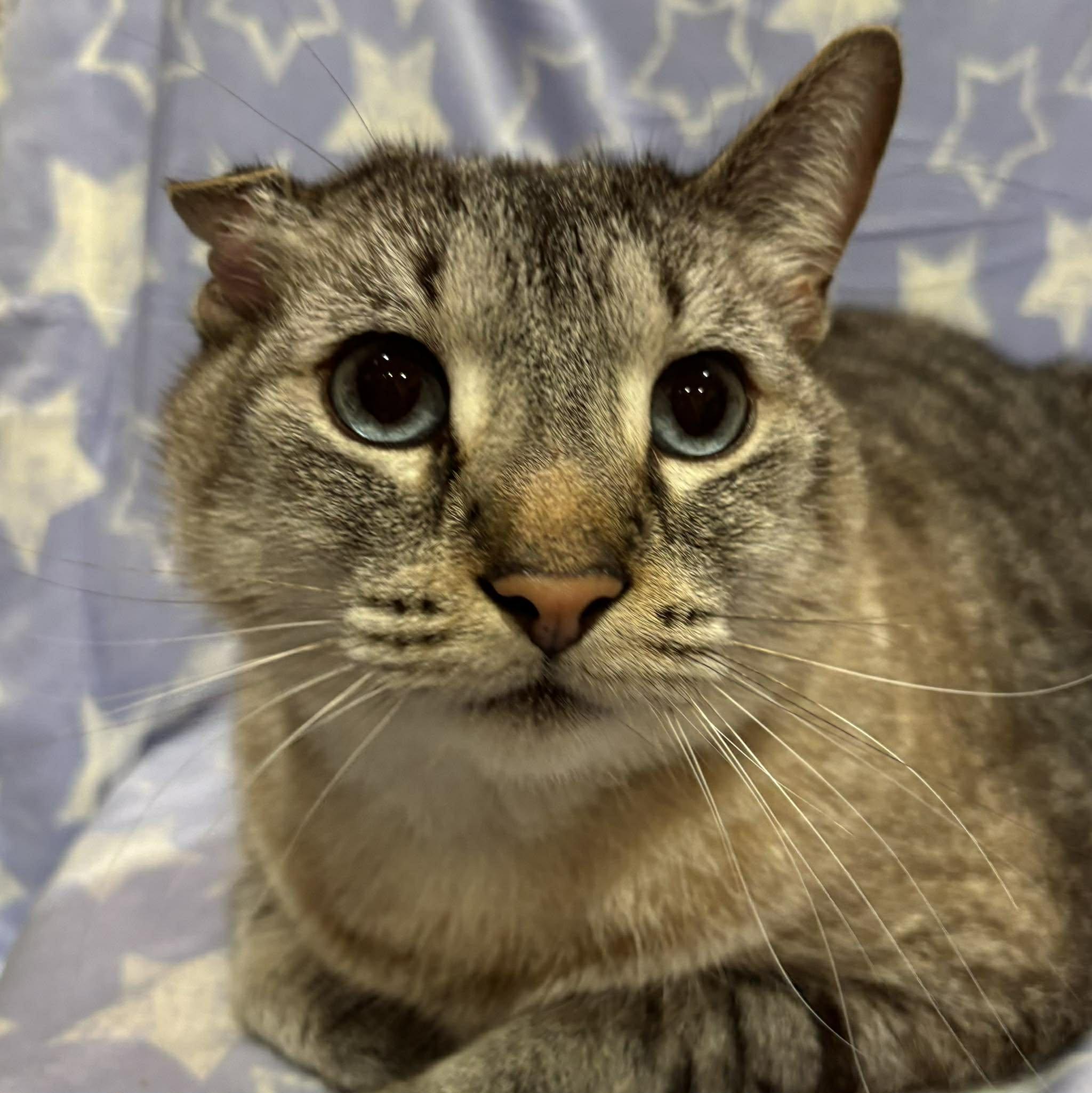 Enlarge HOWIE, a Adopted Siamese in Tillsonburg, ON image 1/6