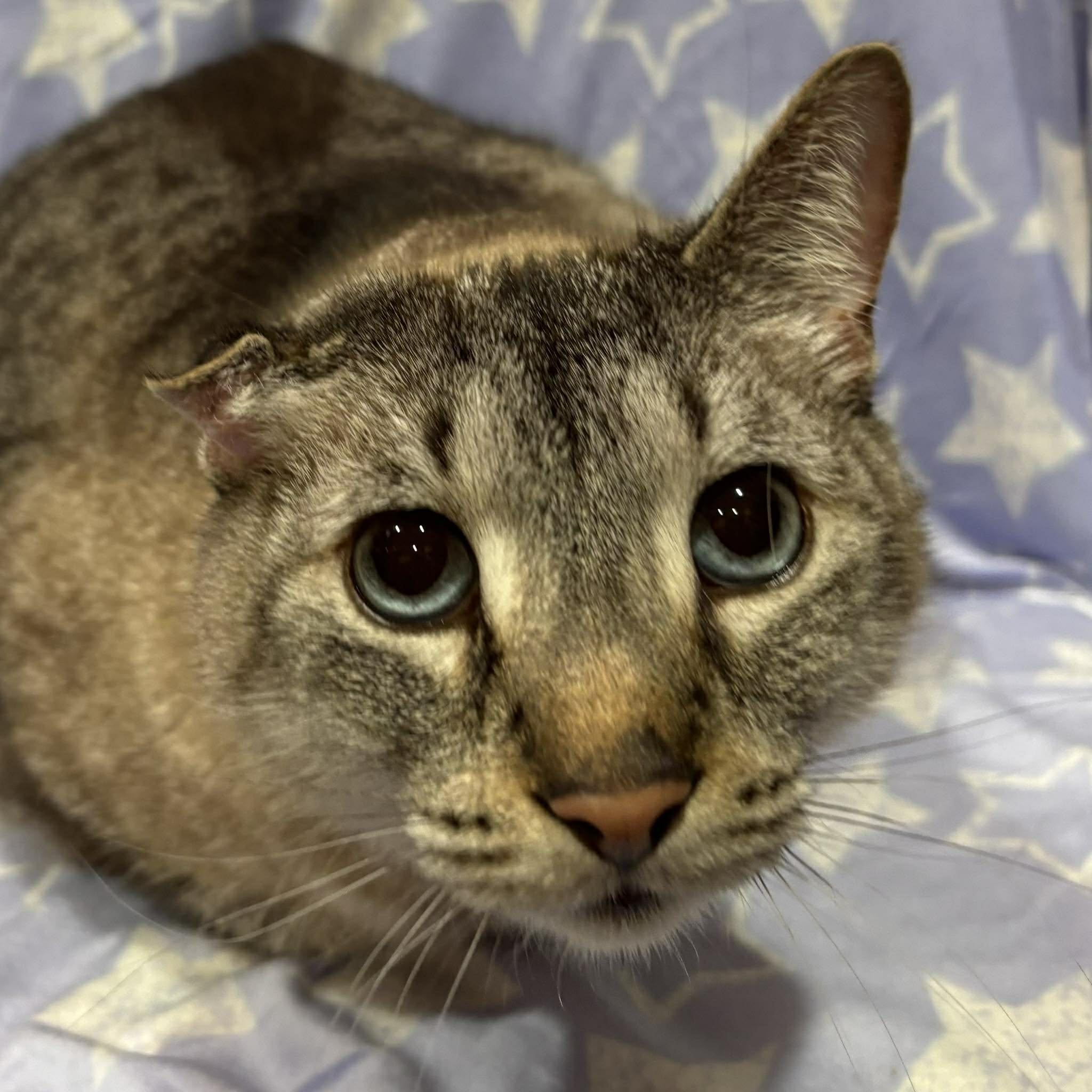 Enlarge HOWIE, a Adopted Siamese in Tillsonburg, ON image 3/6