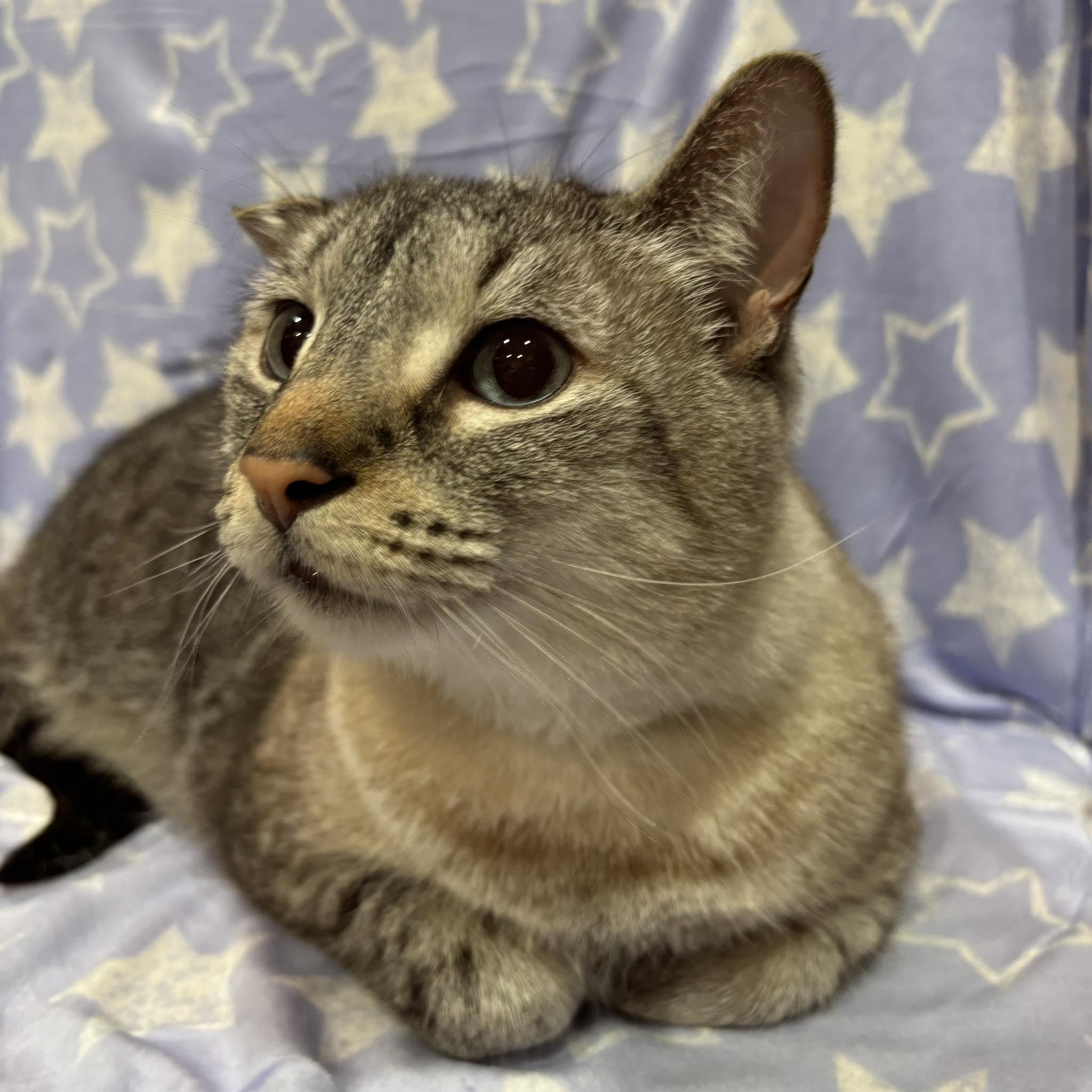 Enlarge HOWIE, a Adopted Siamese in Tillsonburg, ON image 2/6