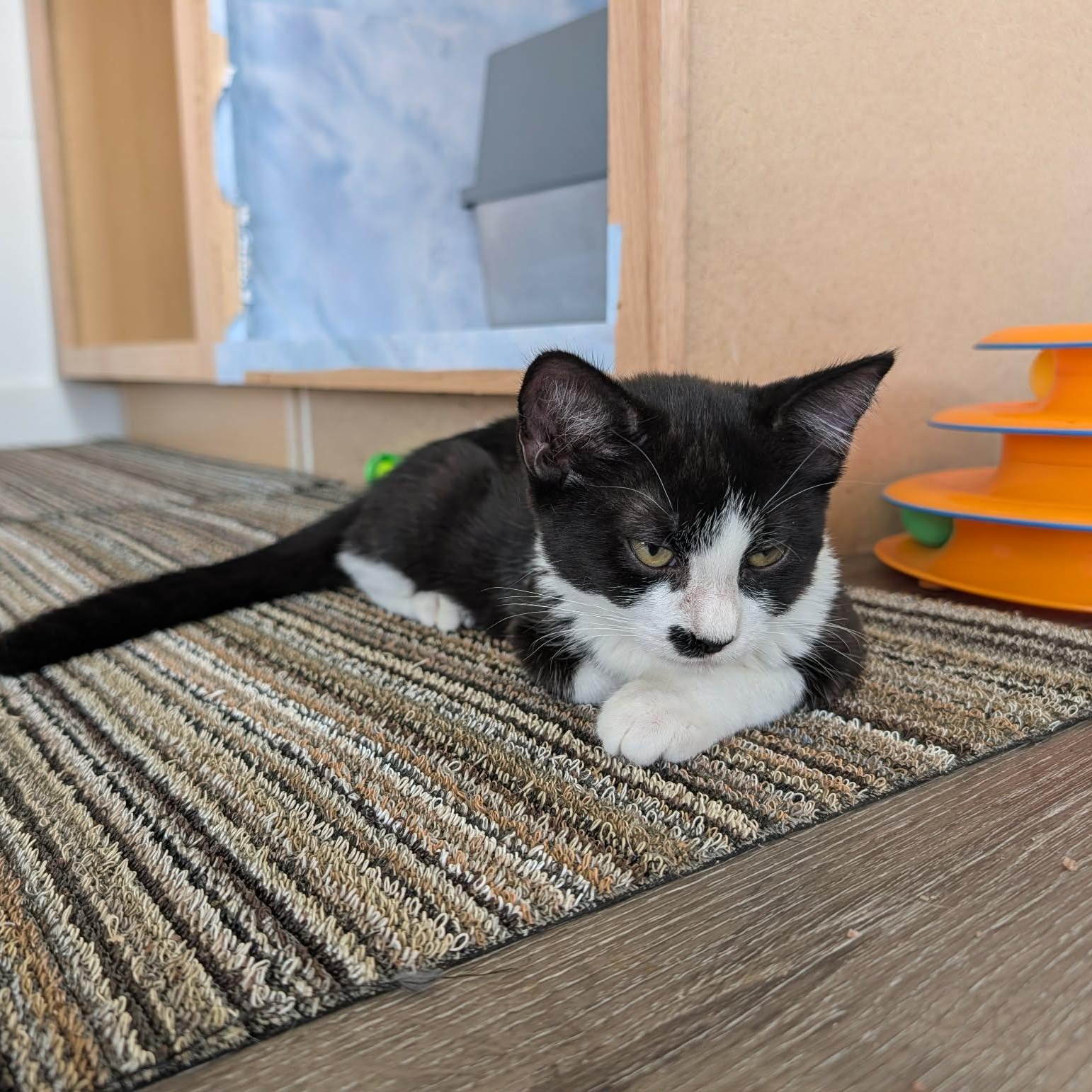 Enlarge Panda, a Adopted Domestic Short Hair in Chandler, AZ image 2/2