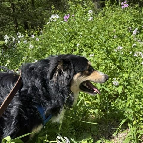 Enlarge Danny, an adopted Australian Shepherd in Honesdale, PA image 2/3