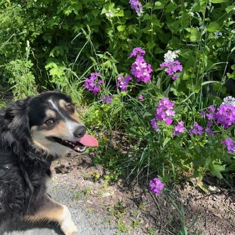 Enlarge Danny, an adopted Australian Shepherd in Honesdale, PA image 3/3