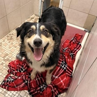 Enlarge Danny, an adopted Australian Shepherd in Honesdale, PA image 1/3