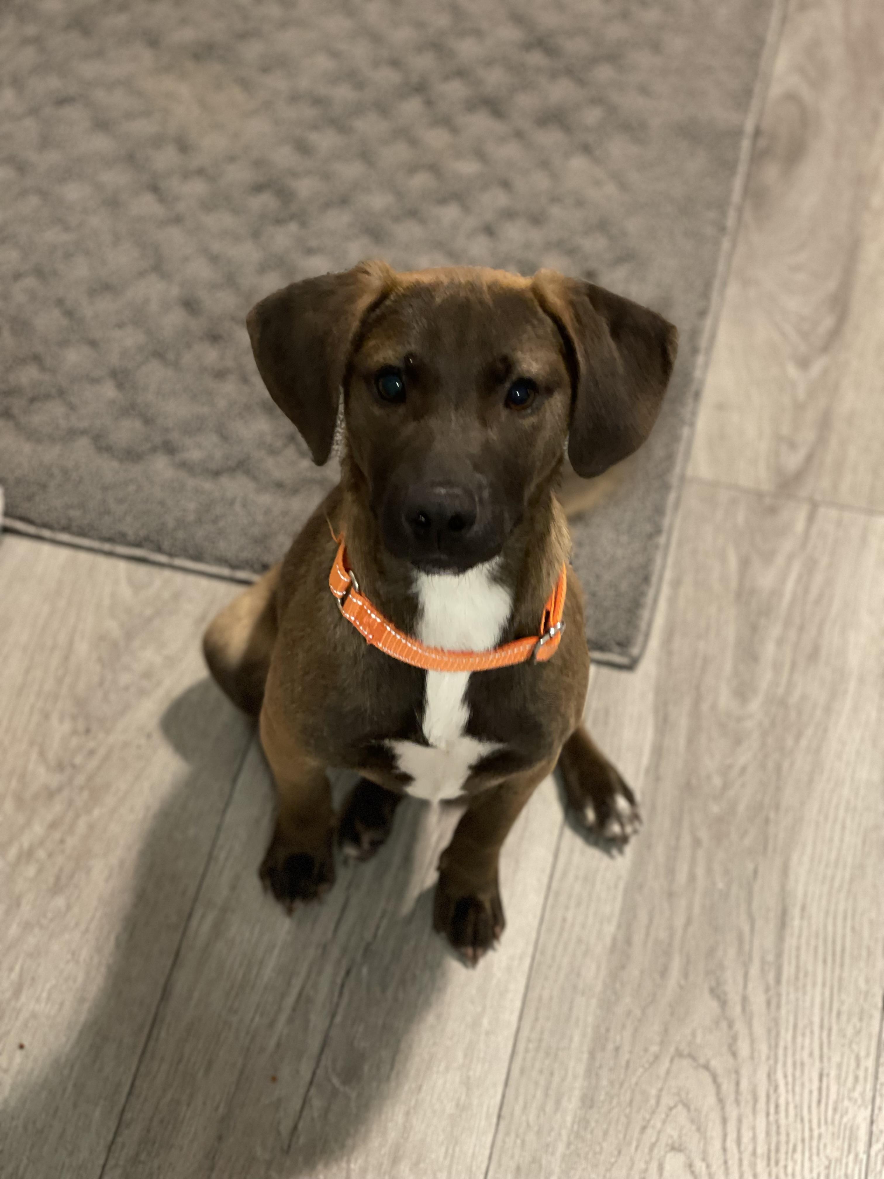 Vader, Adopted, Adult Male Beagle & Dachshund.