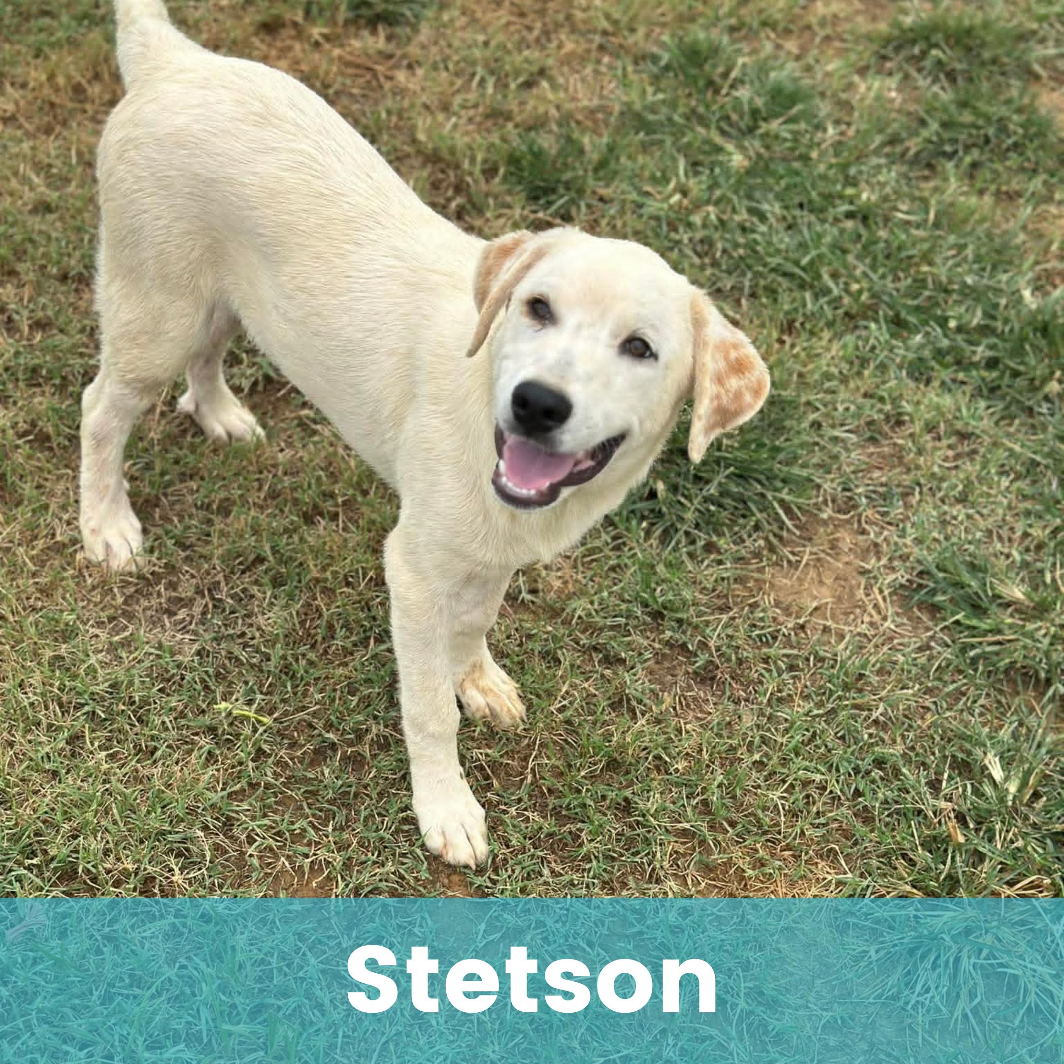 Stetson