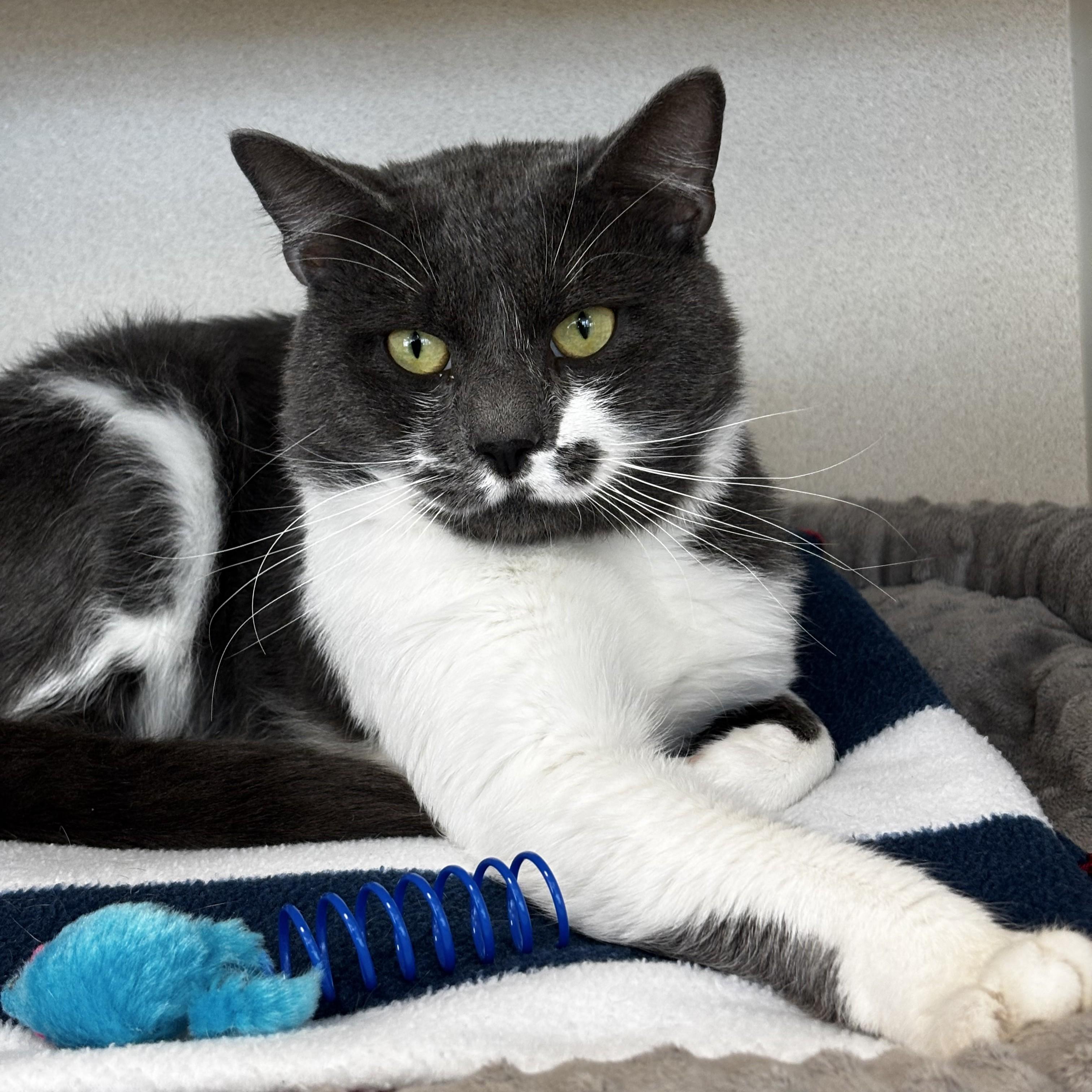 Googie, adopted, Adult Male Domestic Short Hair.