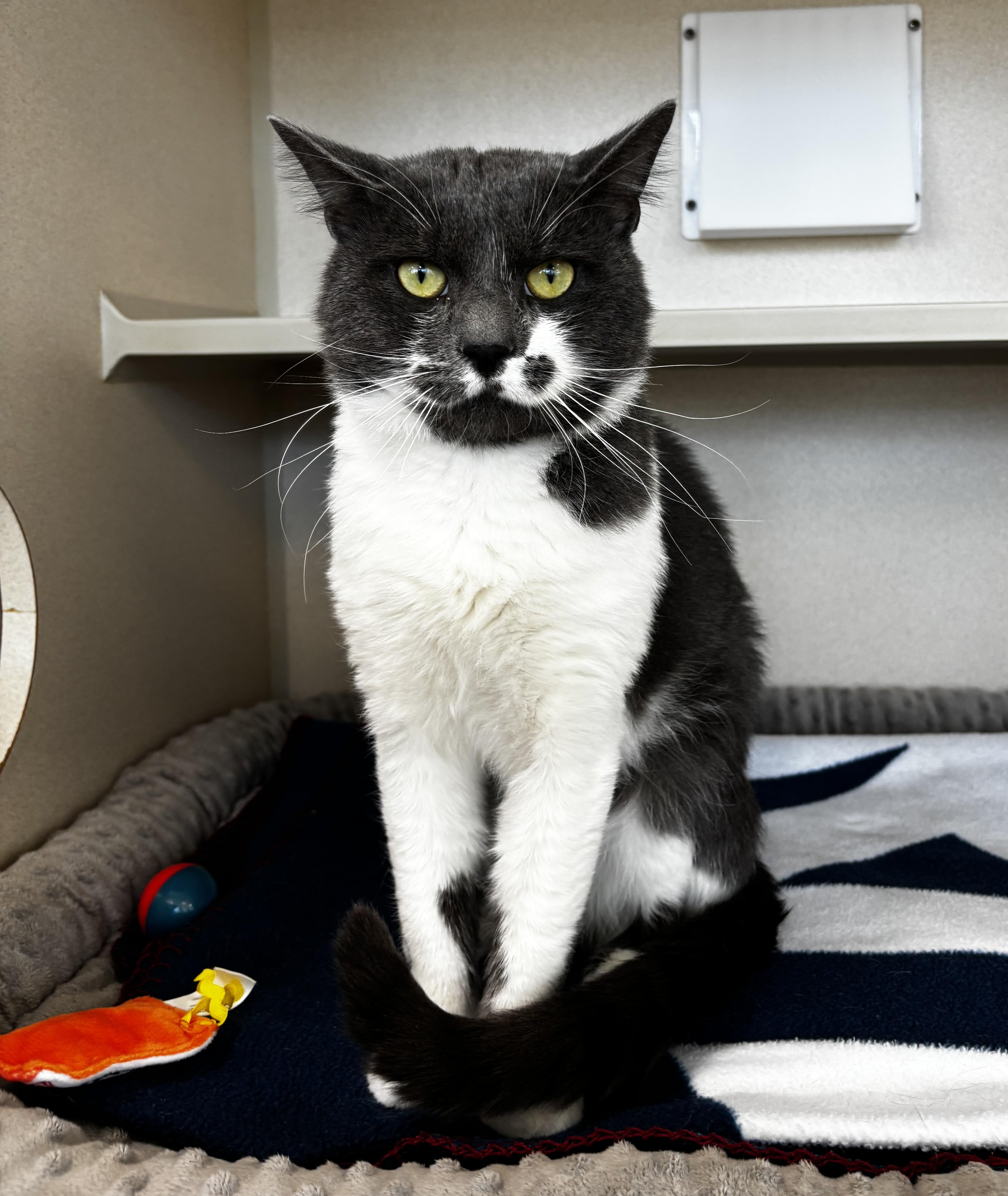 Enlarge Googie, an adopted Domestic Short Hair in Eatontown, NJ image 2/2