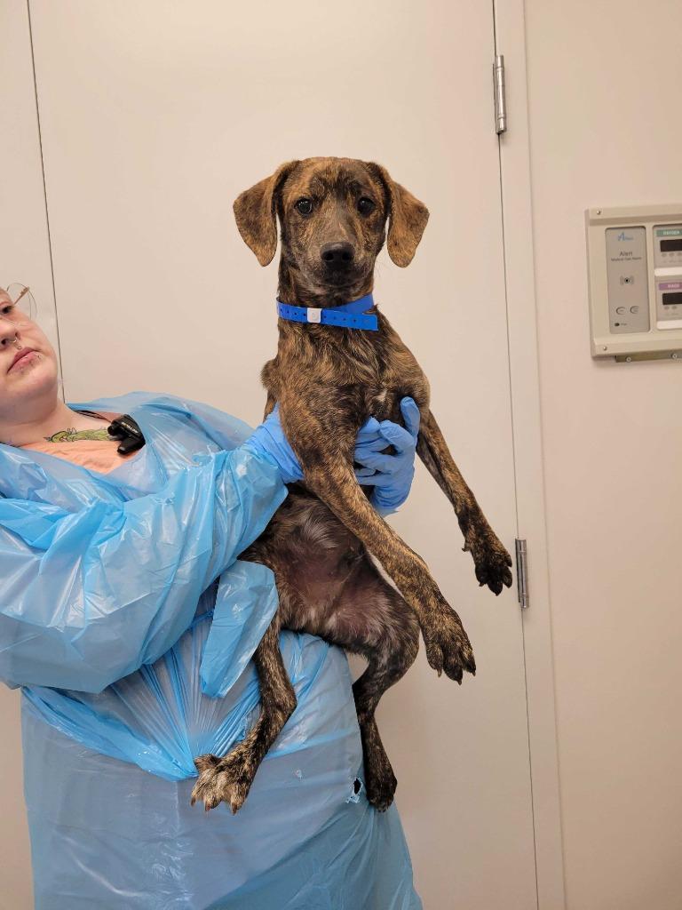 Enlarge Aladdin, a Adoptable mixed breed in Chillicothe, OH image 1/1