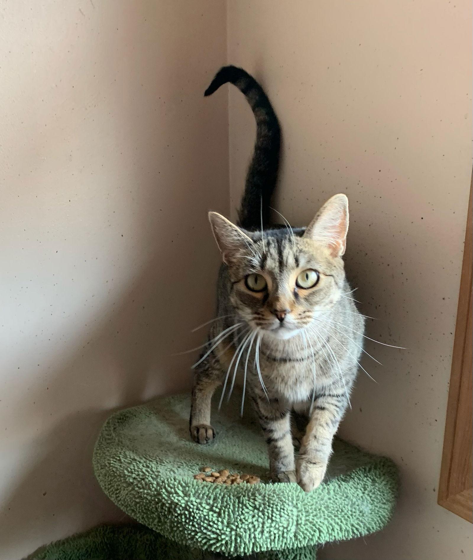 Raisin Bran 0$ Adoption Fee, Adoptable, Adult Female Domestic Short Hair.