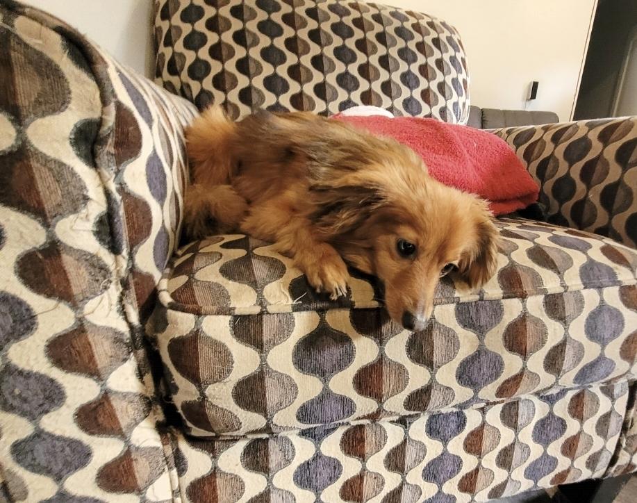 Maxxy, Adopted, Adult Male Dachshund & Pomeranian.