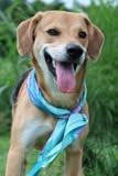 Enlarge Ingrid, a Adoptable mixed breed in Columbia, TN image 1/4