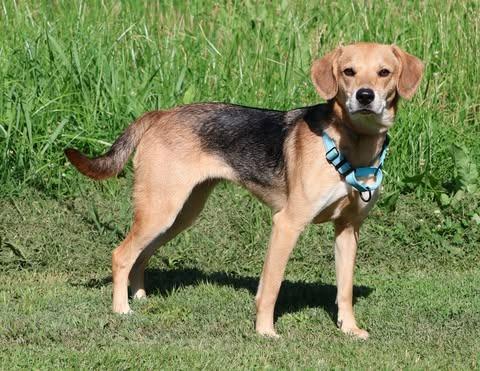 Enlarge Ingrid, a Adoptable mixed breed in Columbia, TN image 2/4