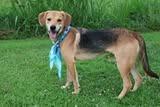 Enlarge Ingrid, a Adoptable mixed breed in Columbia, TN image 3/4