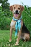 Enlarge Ingrid, a Adoptable mixed breed in Columbia, TN image 4/4
