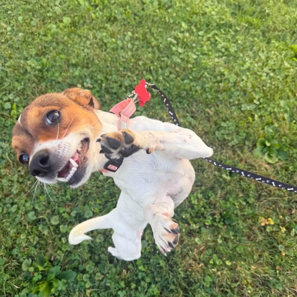 Pixie, adopted, Adult Female Chihuahua.