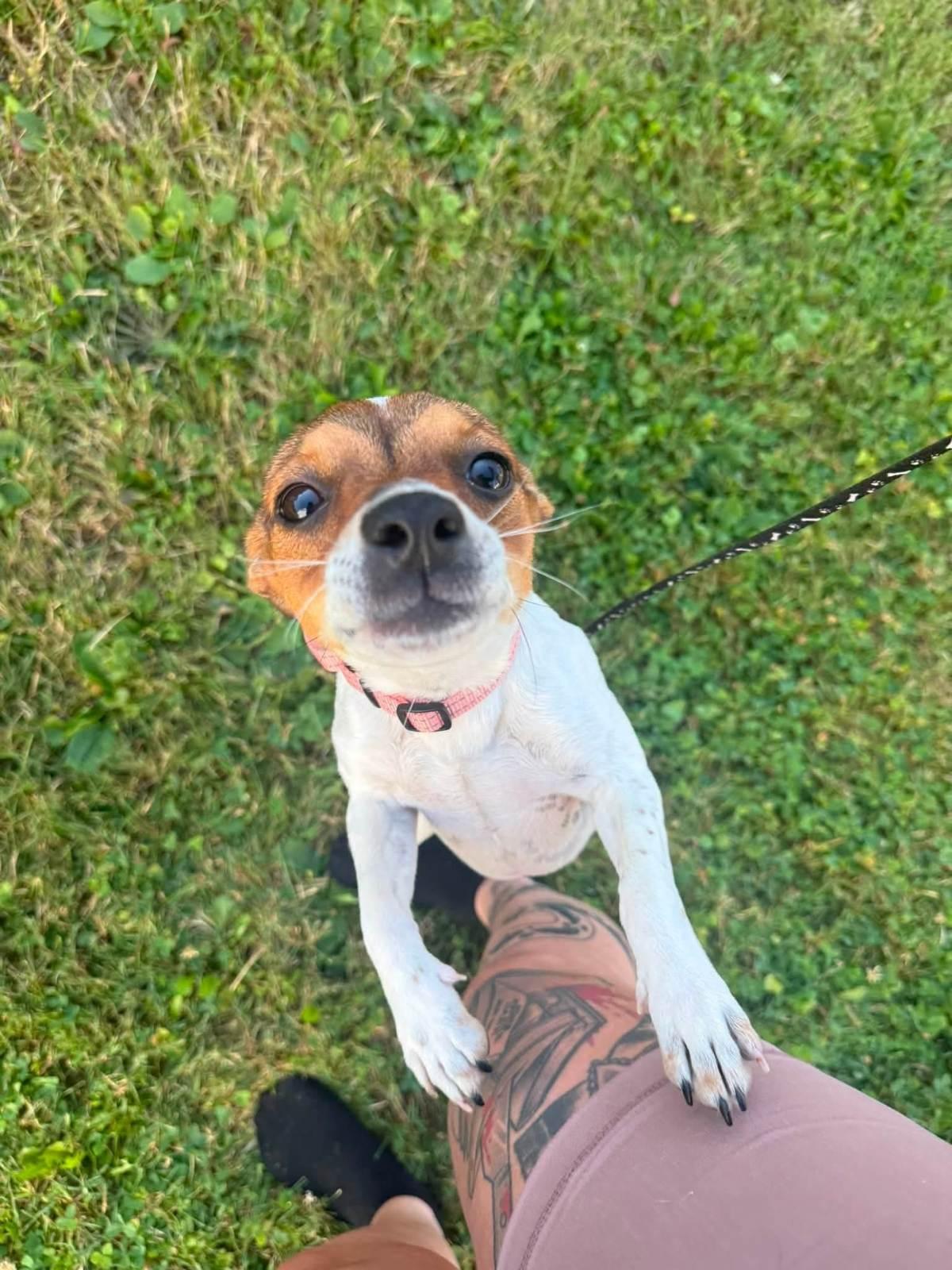 Pixie, an adopted mixed breed in Salamanca, NY image 3/4