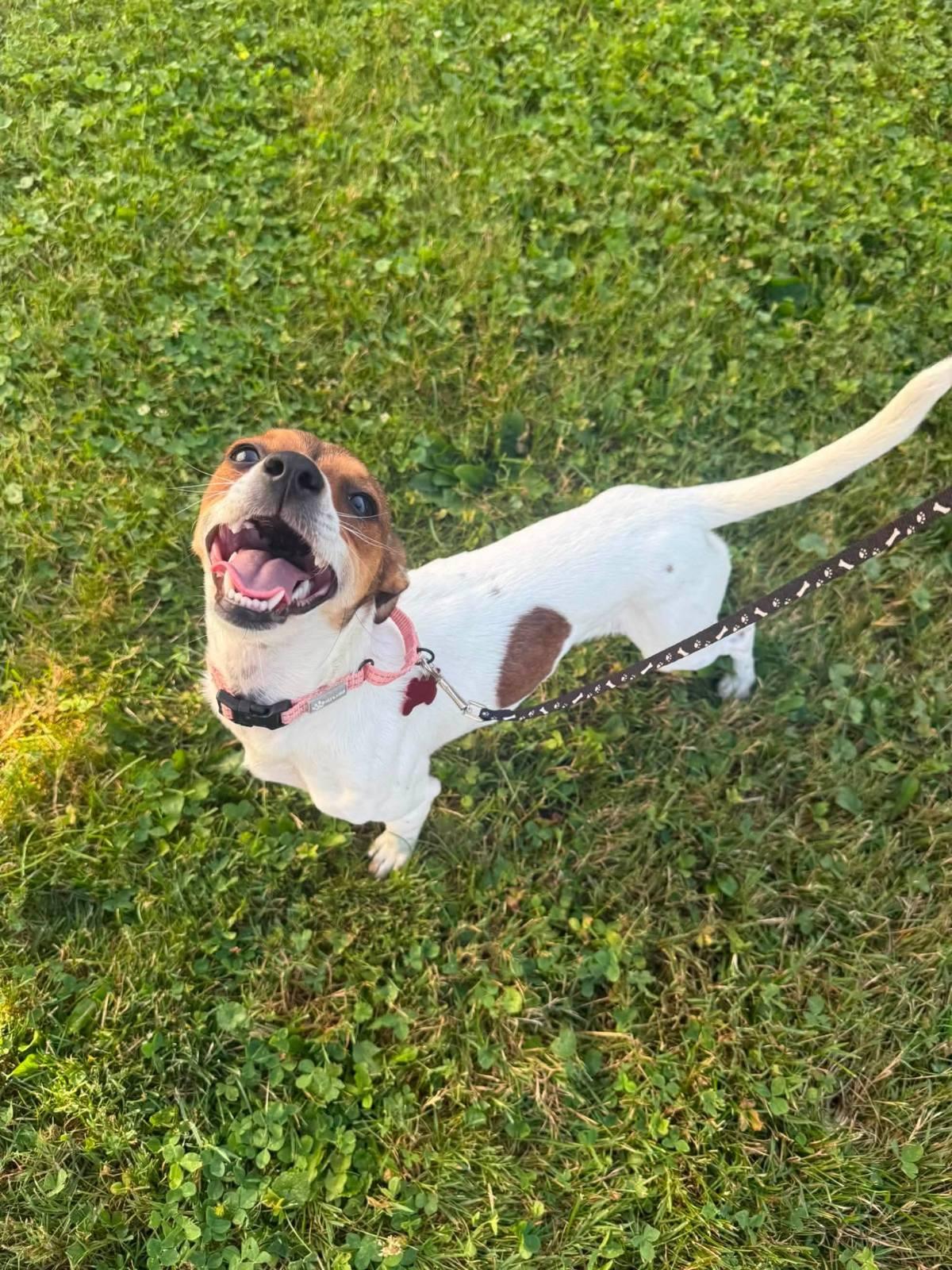 Pixie, an adopted mixed breed in Salamanca, NY image 2/4