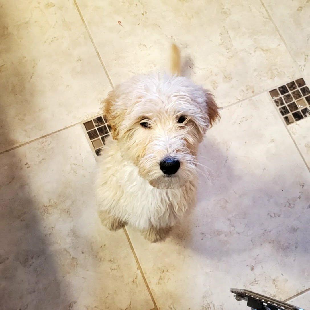 Taffy, ADOPTABLE, Puppy Female Goldendoodle.