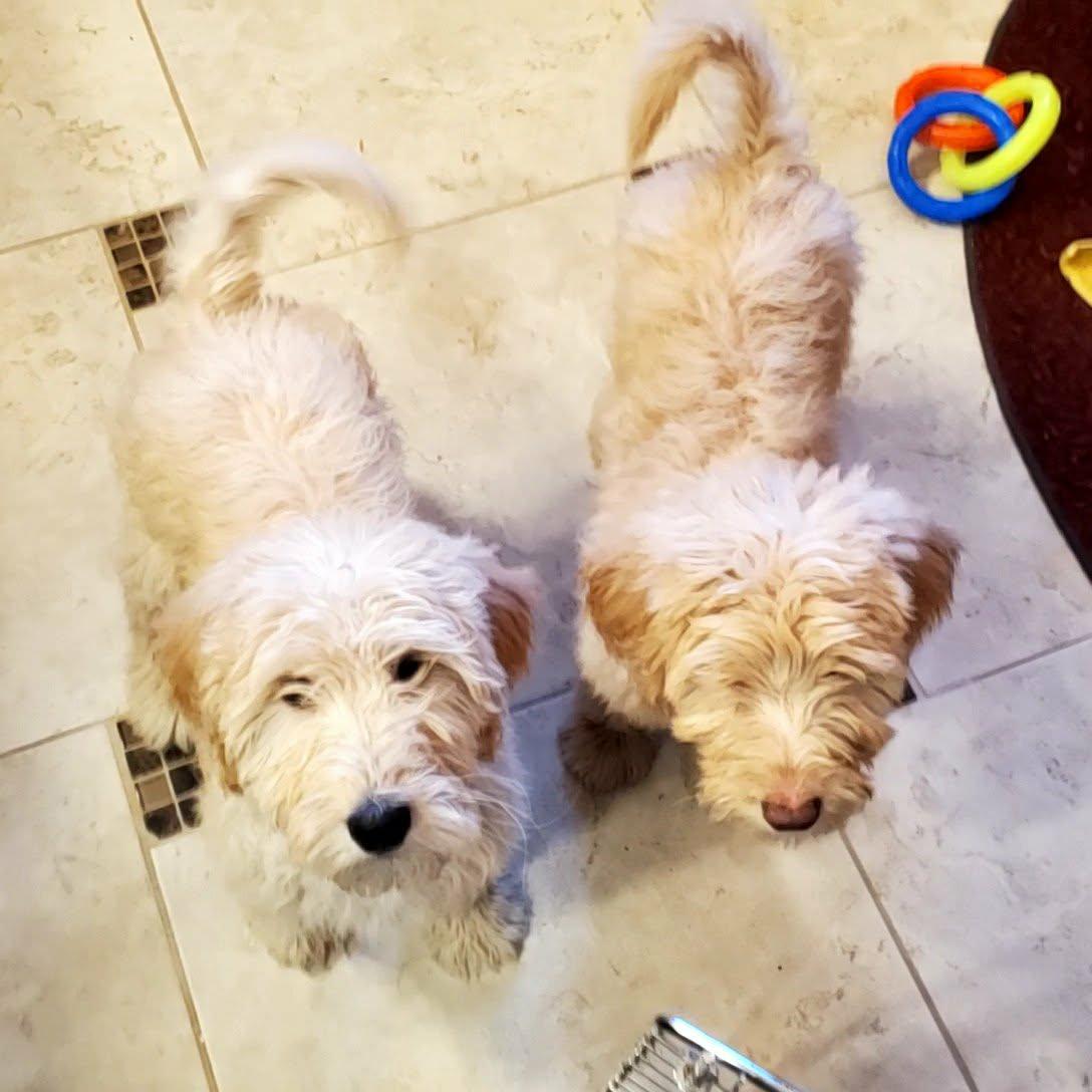 Enlarge Taffy, a ADOPTABLE mixed breed in Goshen, KY image 2/2