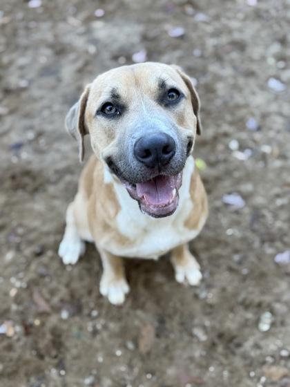 Sandy, Adoptable, Young Female American Staffordshire Terrier & Mixed Breed.
