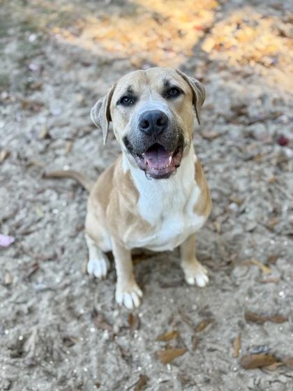 Enlarge Sandy, a Adoptable mixed breed in Picayune, MS image 3/3