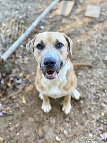 Enlarge Sandy, a Adoptable mixed breed in Picayune, MS image 3/3
