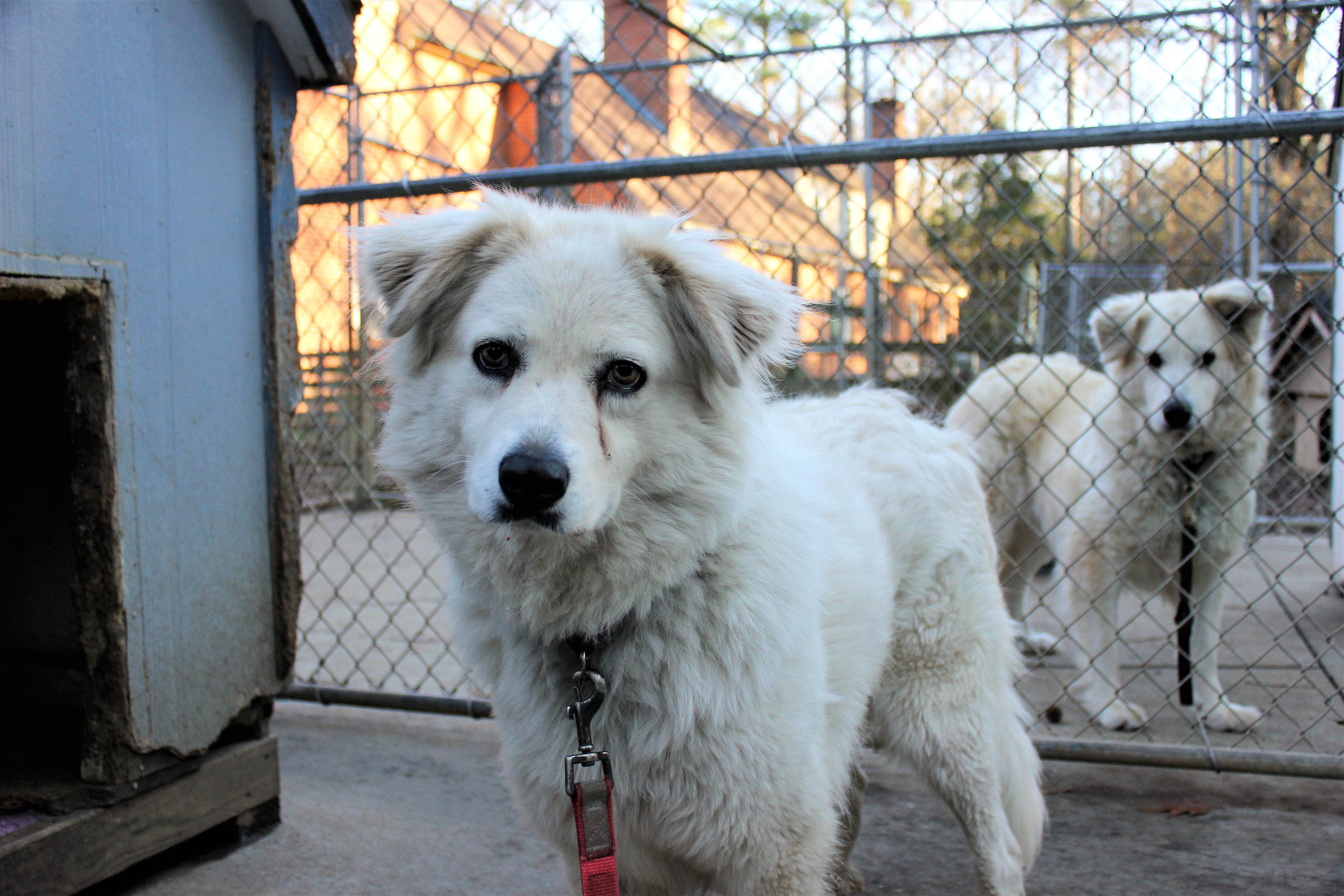 Darcy, a Adoptable Great Pyrenees in Richmond, VA image 1/8