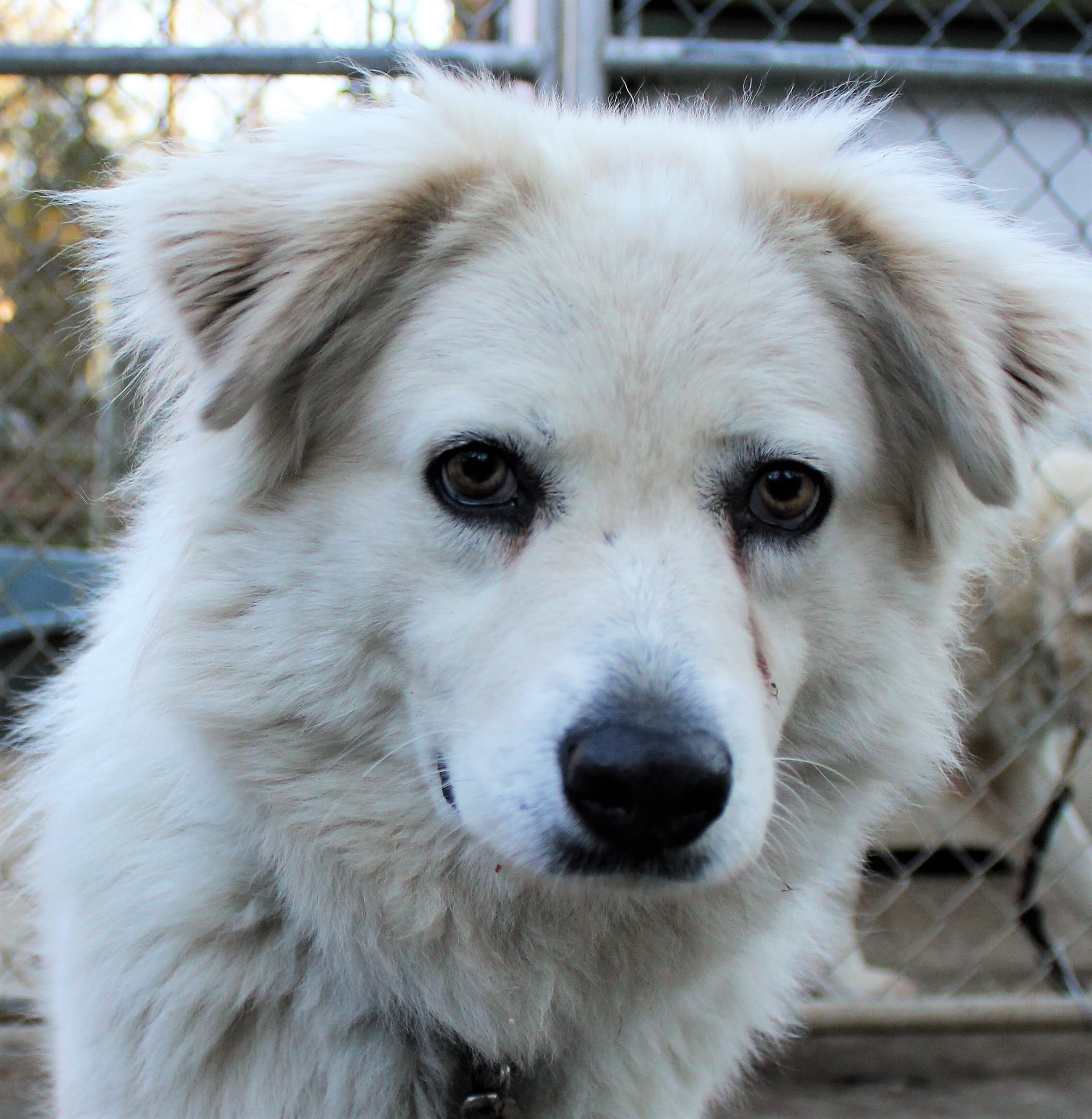 Darcy, a Adoptable Great Pyrenees in Richmond, VA image 2/8