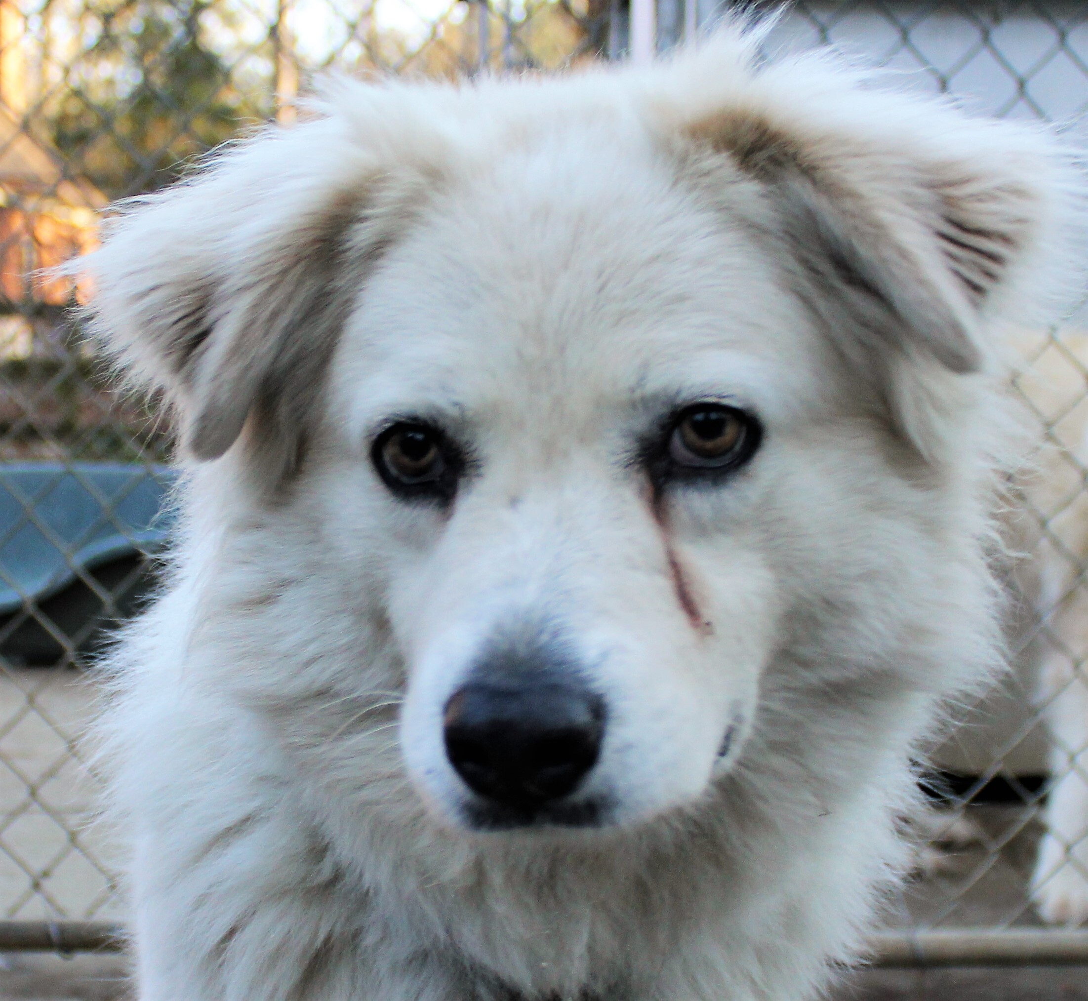 Darcy, a Adoptable Great Pyrenees in Richmond, VA image 3/8