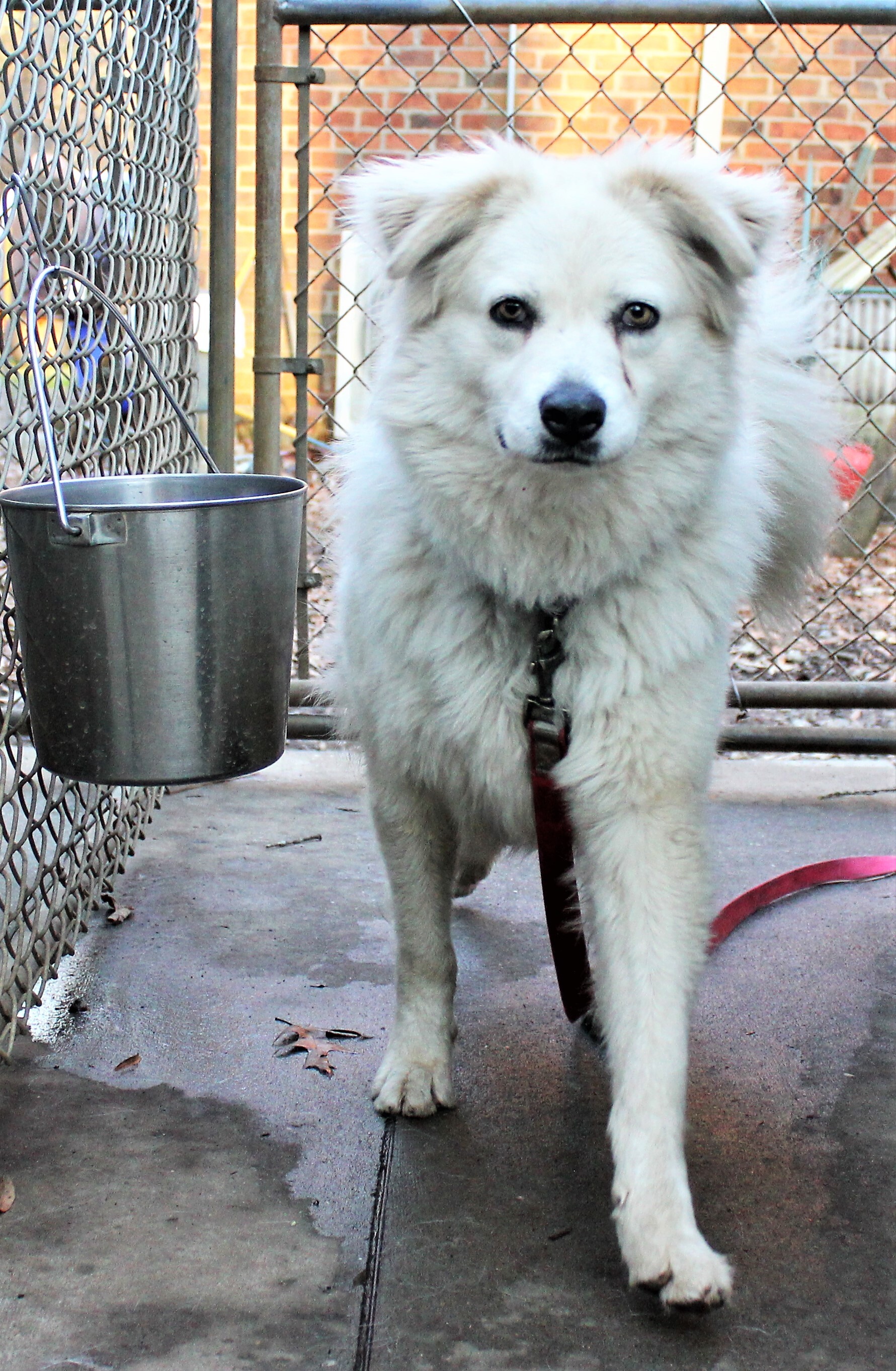 Darcy, a Adoptable Great Pyrenees in Richmond, VA image 4/8