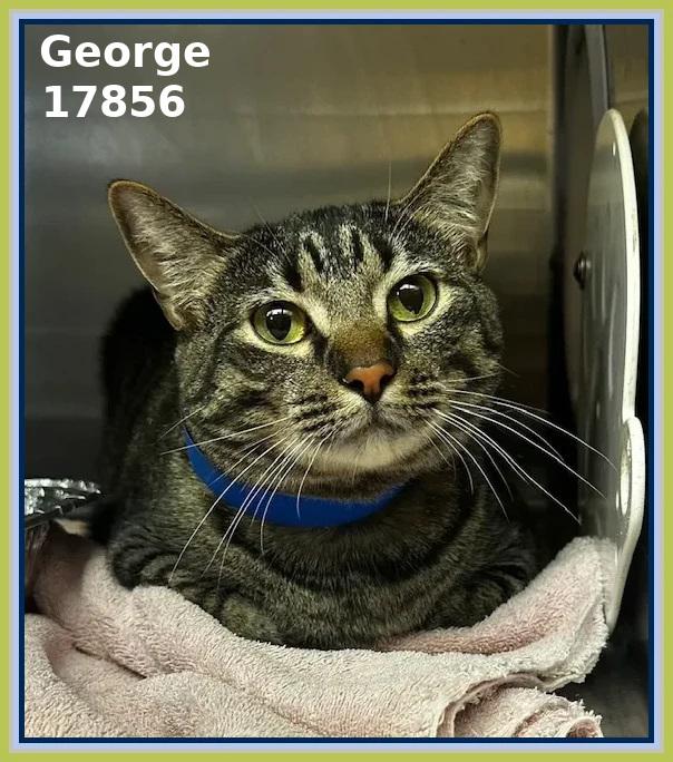 Enlarge GEORGE (R), an adopted mixed breed in Marietta, GA image 2/4