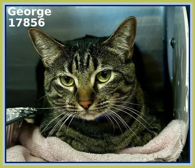 Enlarge GEORGE (R), an adopted mixed breed in Marietta, GA image 4/4