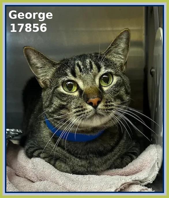 GEORGE (R), adopted, Adult Male Domestic Short Hair & Tabby.
