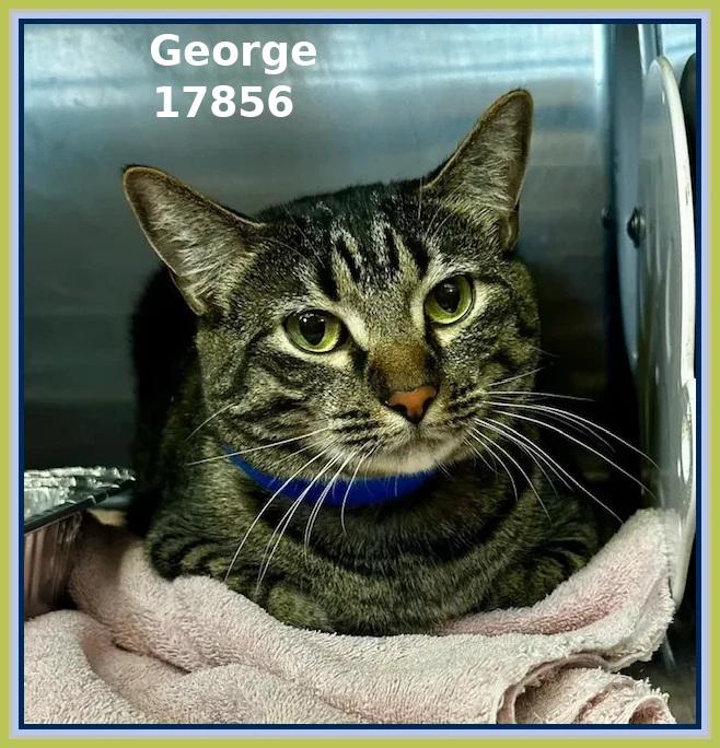 Enlarge GEORGE (R), an adopted mixed breed in Marietta, GA image 3/4