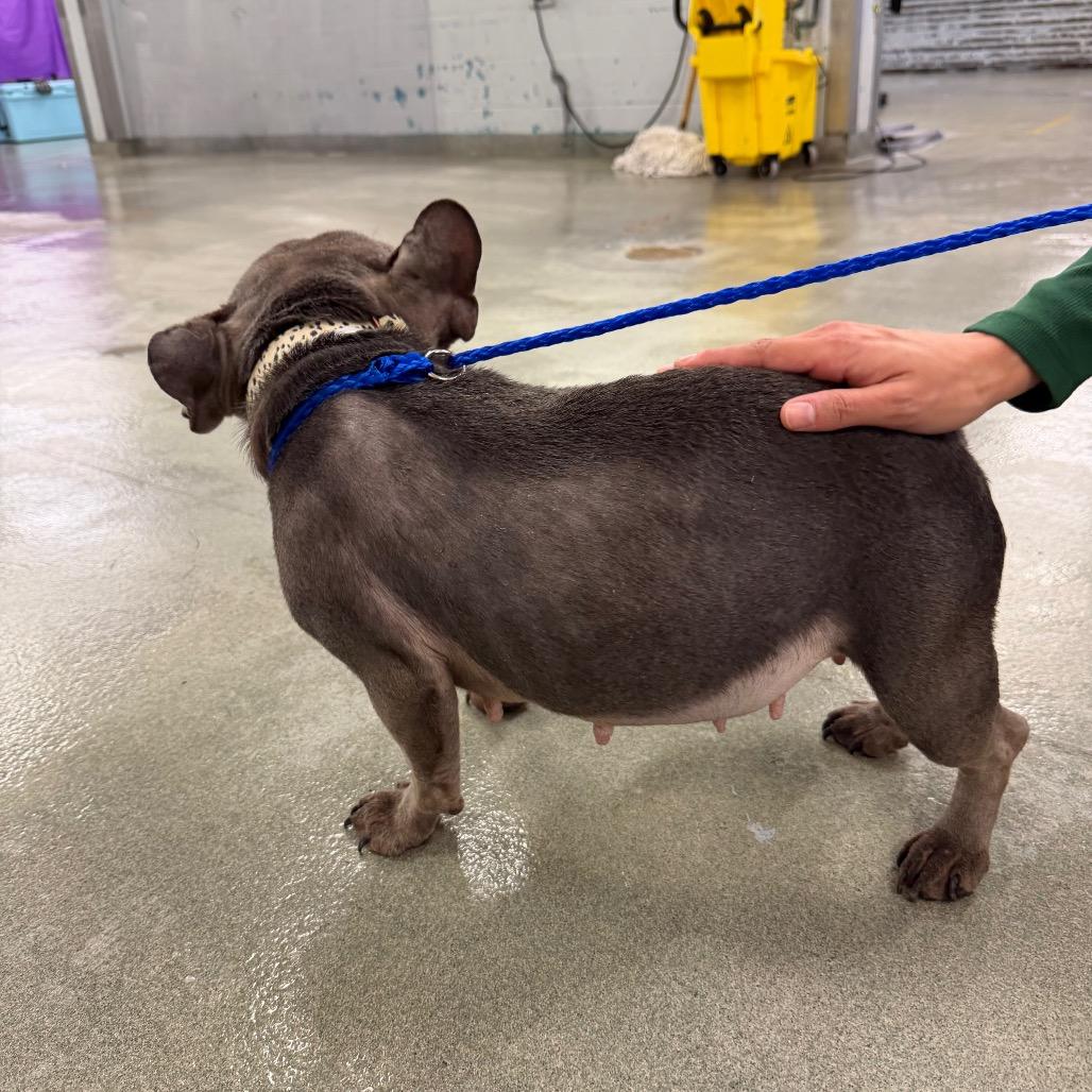 Bleu, Adoptable, Adult Female French Bulldog & Mixed Breed.